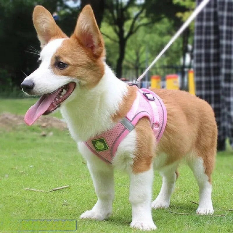 Conjunto de Peitoral e Guia Refletivo para Pets