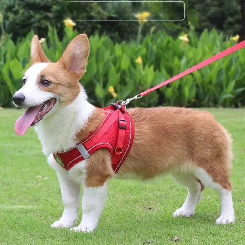 Conjunto de Peitoral e Guia Refletivo para Pets